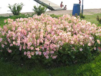 5 Tobaksblommor i full blom